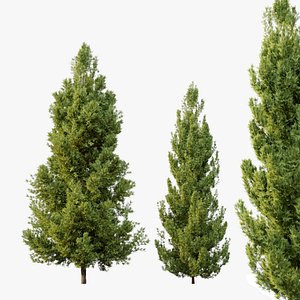 Leyland cypress model