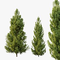 Leyland cypress