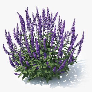 Meadow Sage (Salvia nemorosa)