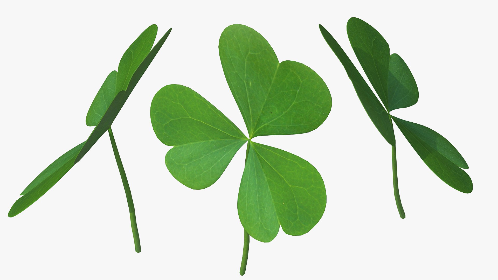 3D leaf clover model https://p.turbosquid.com/ts-thumb/or/Hiauzc/DFVBXs8c/threeleafclover3dsmodel006/jpg/1592352518/1920x1080/fit_q87/94a0c72b73ff302d6af247913e713e65c12974f7/threeleafclover3dsmodel006.jpg