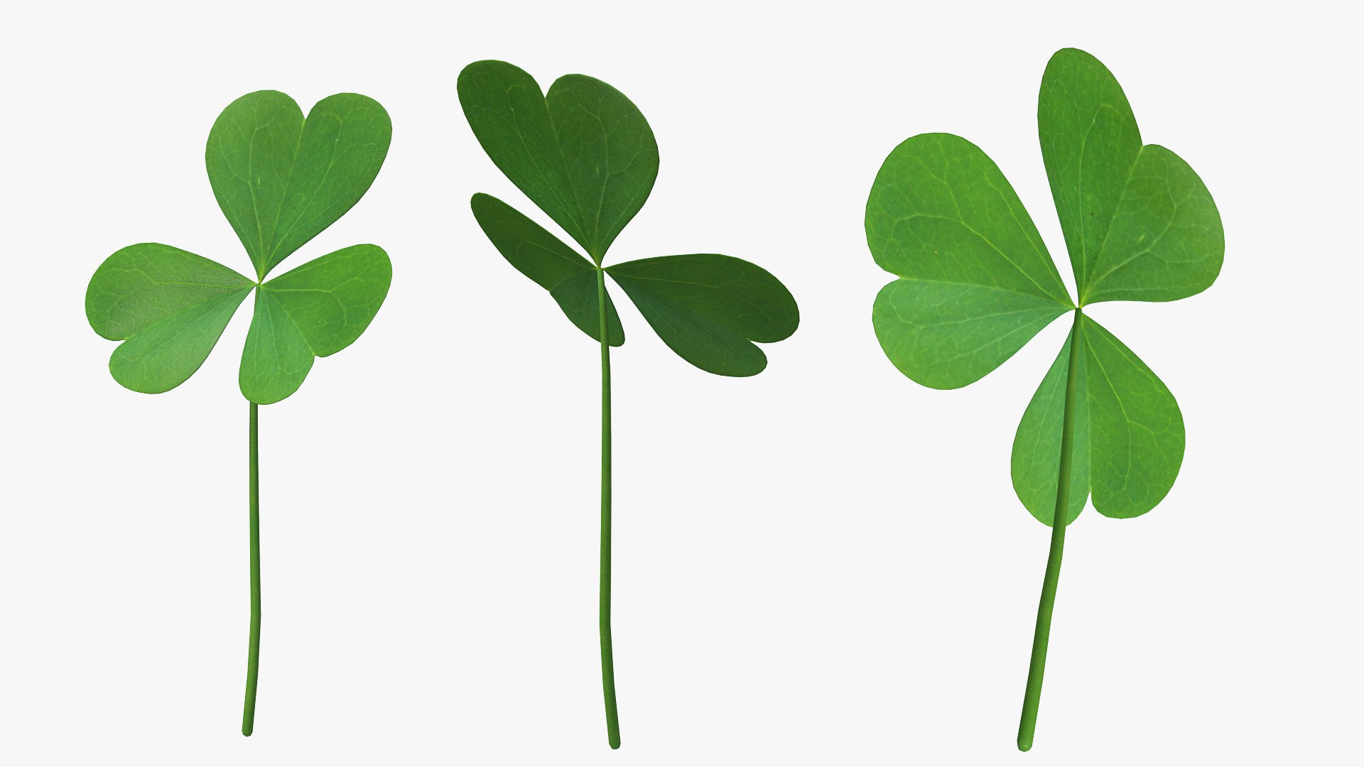 Three Leaf Clover 3D model preview