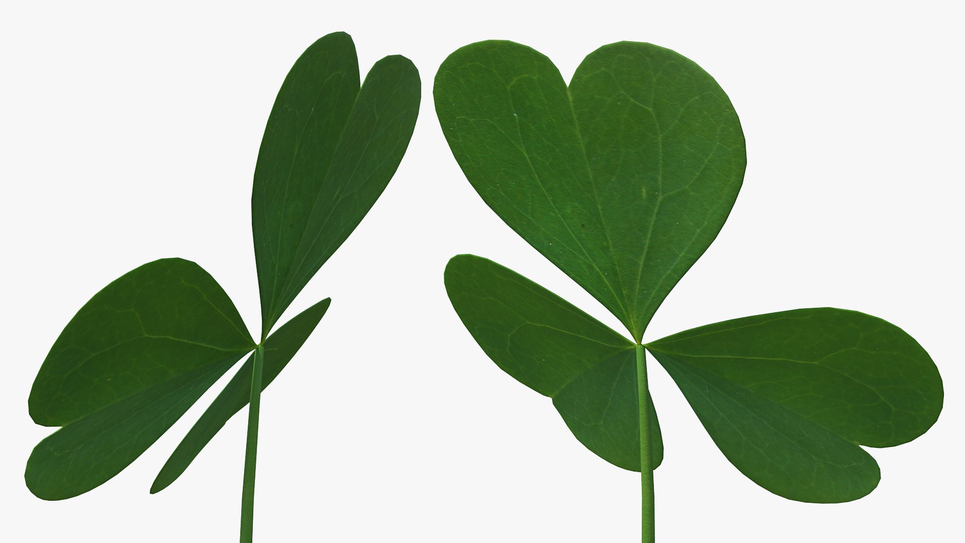 3D leaf clover model https://p.turbosquid.com/ts-thumb/or/Hiauzc/j4hVW2RR/threeleafclover3dsmodel007/jpg/1592352525/1920x1080/fit_q87/8cba66c83030e60122eb6b392f47a979fb251192/threeleafclover3dsmodel007.jpg