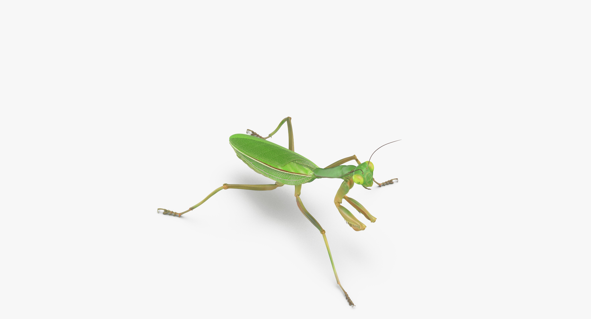 Praying Mantis Walking 3D Model - TurboSquid 1375530