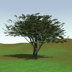 Tree Olive