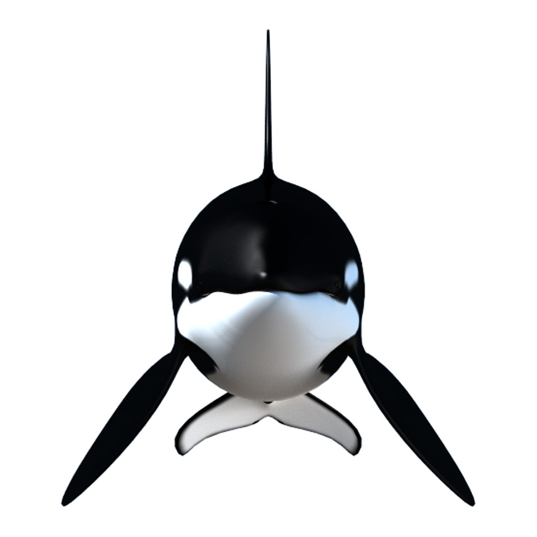 3d Model Male Killer Whale