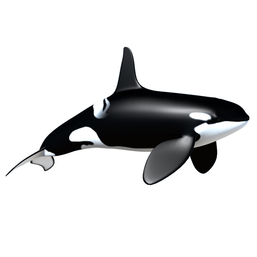 3d Model Male Killer Whale