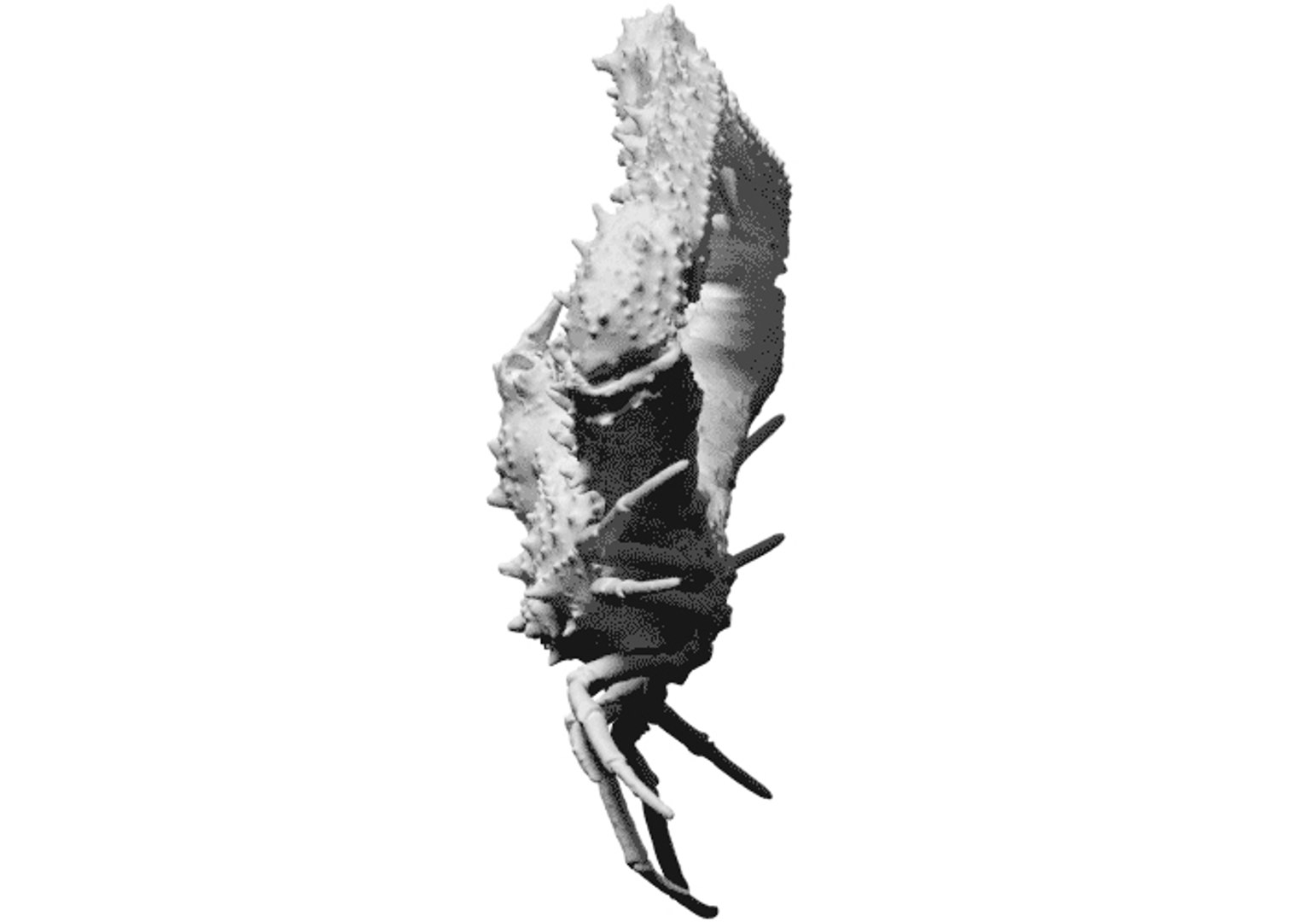 scan elbow crab obj free https://p.turbosquid.com/ts-thumb/or/ncBwlI/ICeqWSUh/2/jpg/1462965919/1920x1080/fit_q87/dd78833c7031ff3a57d631e0ed25a944f2958b46/2.jpg