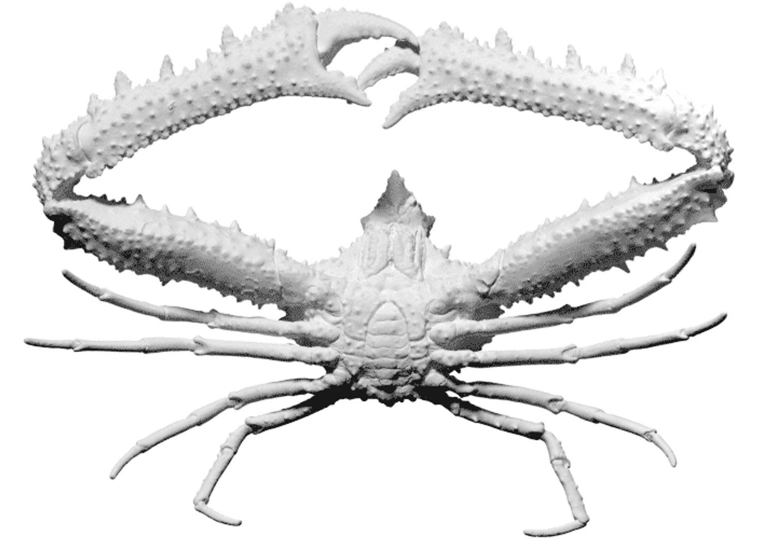 scan elbow crab obj free https://p.turbosquid.com/ts-thumb/or/ncBwlI/pt5Wbxtu/3/jpg/1462965922/1920x1080/fit_q87/f6ca4f74524f97441468058f26080c483a66dda7/3.jpg