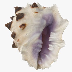 3D Drupa Morum Sea Shell