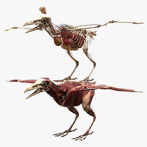 3D eye skeleton brain model