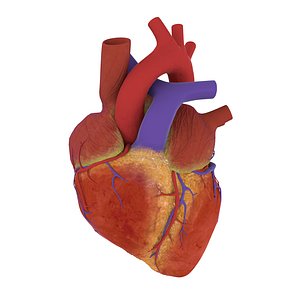 heart anatomy 3D