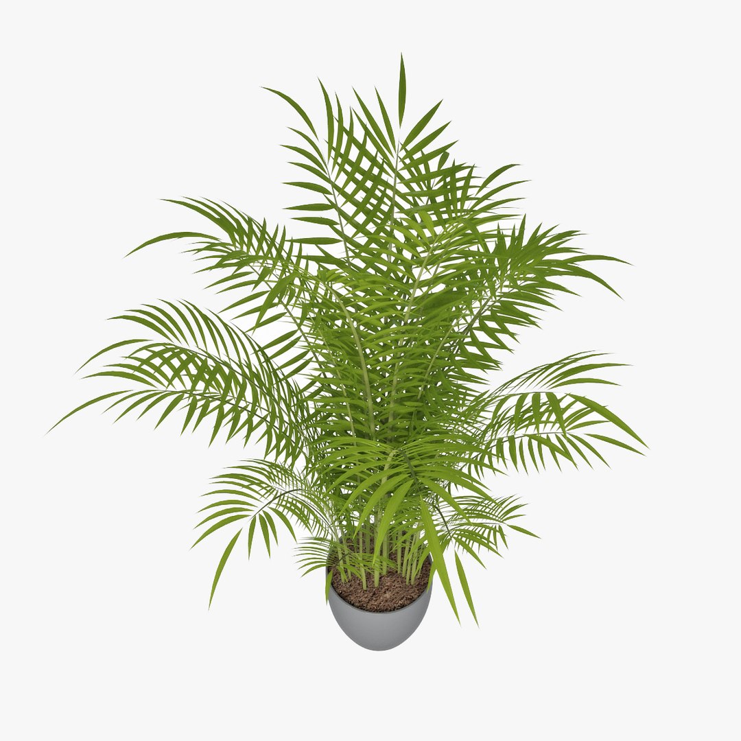 3d Model Palm Chamaedorea