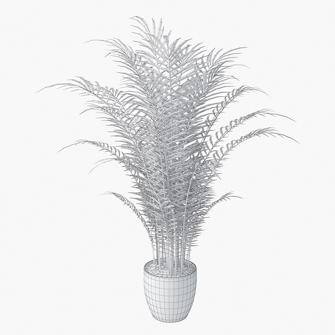 3d Model Palm Chamaedorea