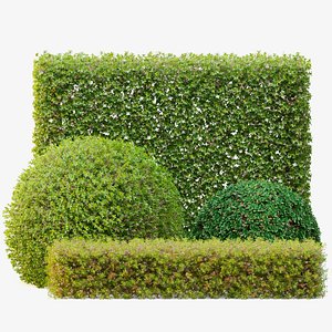 Topiary hedge bushes