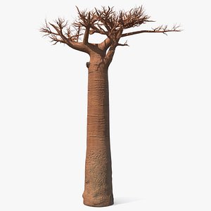 naked baobab 3D