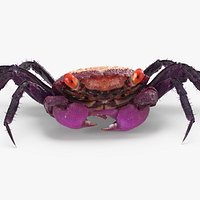 Purple Vampire Crab Geosesarma with Fur 3D Model