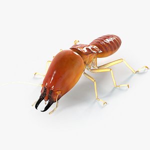 realistic termite real 3D