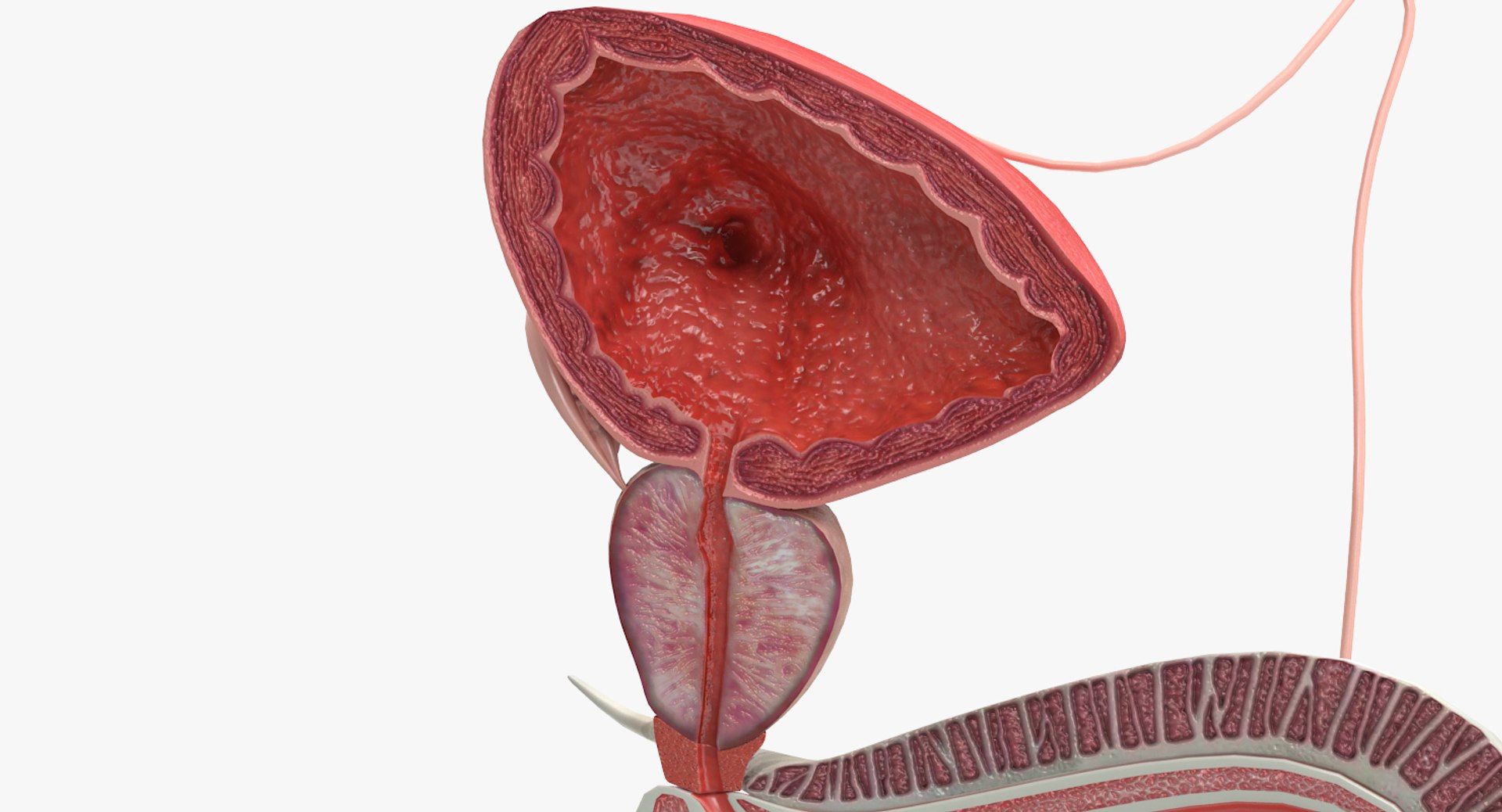 male-reproductive-3d-model-turbosquid-1437423