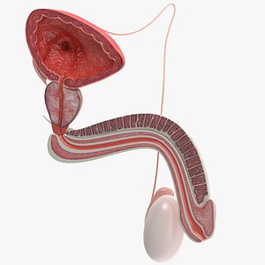 Male Reproductive System