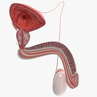 Male Reproductive System