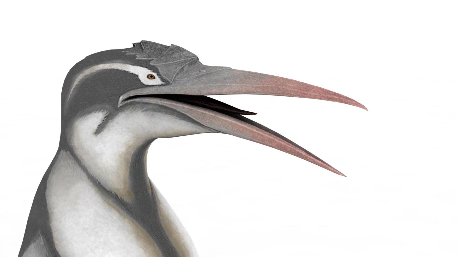 Penguin model https://p.turbosquid.com/ts-thumb/ot/MK8BHb/SU/dfs0006/jpg/1733160581/1920x1080/fit_q87/fe88636f32375451ade84c9023c4a316b0b9b181/dfs0006.jpg