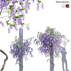 Petrea Volubilis - Queen Wreath - 01