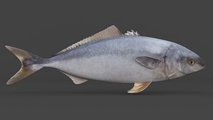 Tuna Fish 3D model