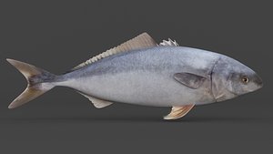 Tuna Fish