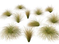 HighpolyLow Poly Carex dipsacea - teasel sedge