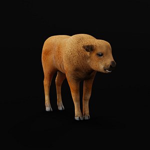 3D European Bison Calf