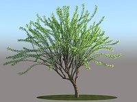 Tree Calabash hipolygon