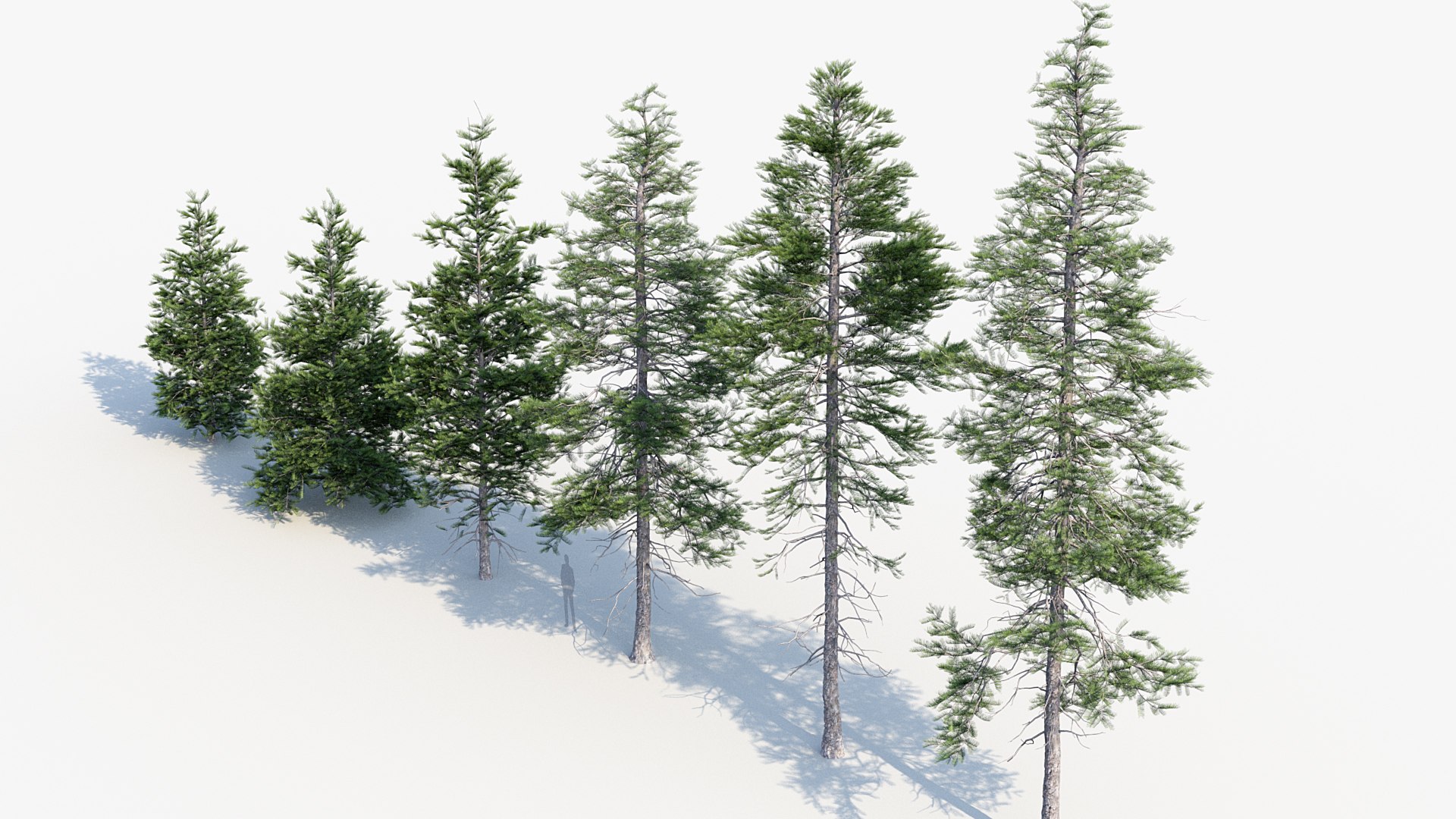 3D White fir Abies concolor 3D Model model - TurboSquid 2042471