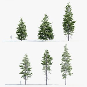 White fir Abies concolor 3D Model