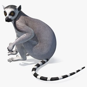3D Ring-tailed Lemur Sitting model