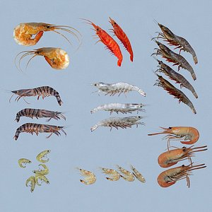 shrimp animal crustacean 3D