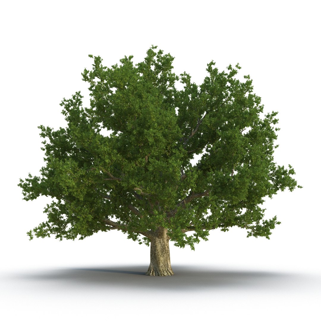 Red Oak Old Tree 3d Model