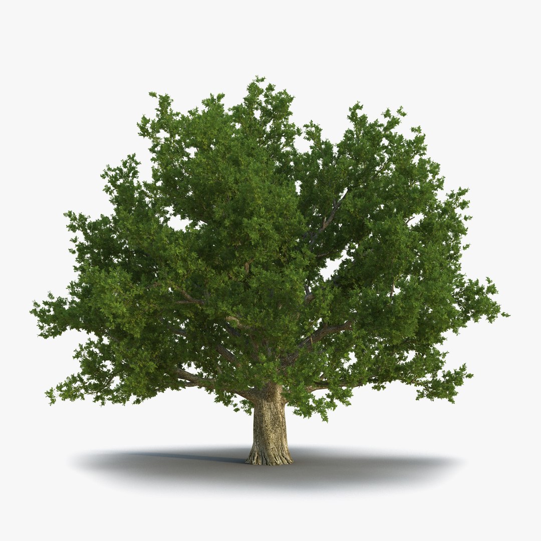 Red Oak Old Tree Summer 3D model preview