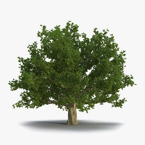 Red Oak Old Tree Summer