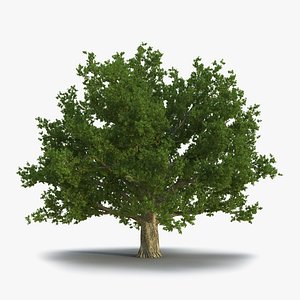 Red Oak Old Tree Summer
