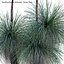 Xanthorrhoea Arborea - Grass Tree - 03