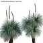 Xanthorrhoea Arborea - Grass Tree - 03