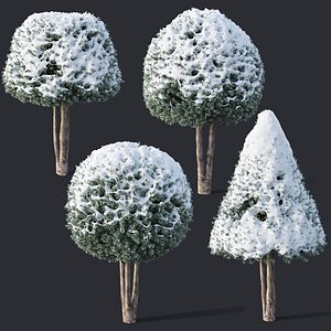 Taxus Baccata # 12 topiary winter set 2