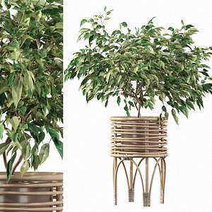 3D Ficus benjamina in rattan stand