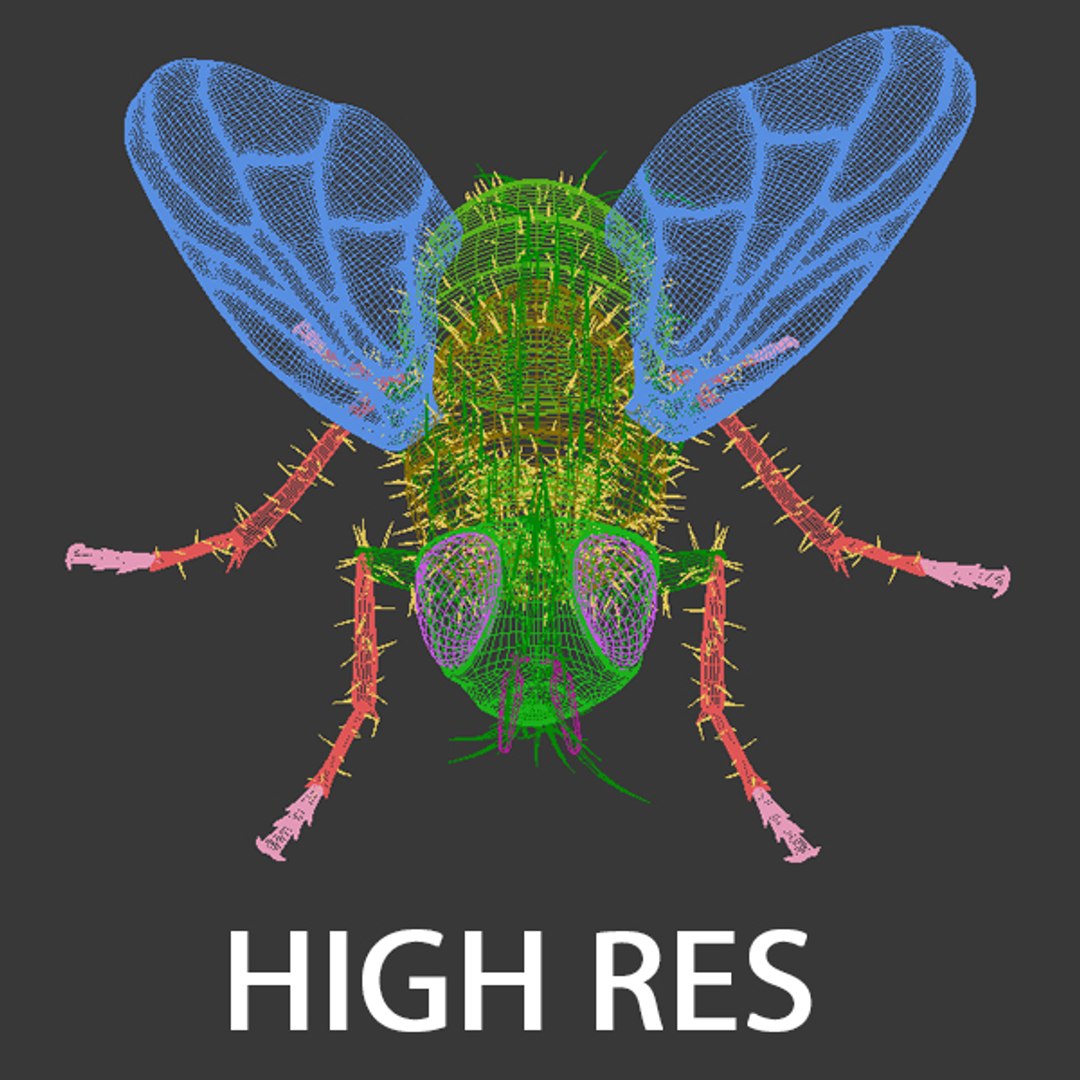 3d Rigged Animation