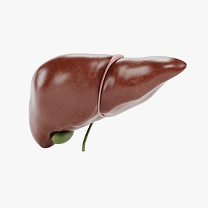 Liver