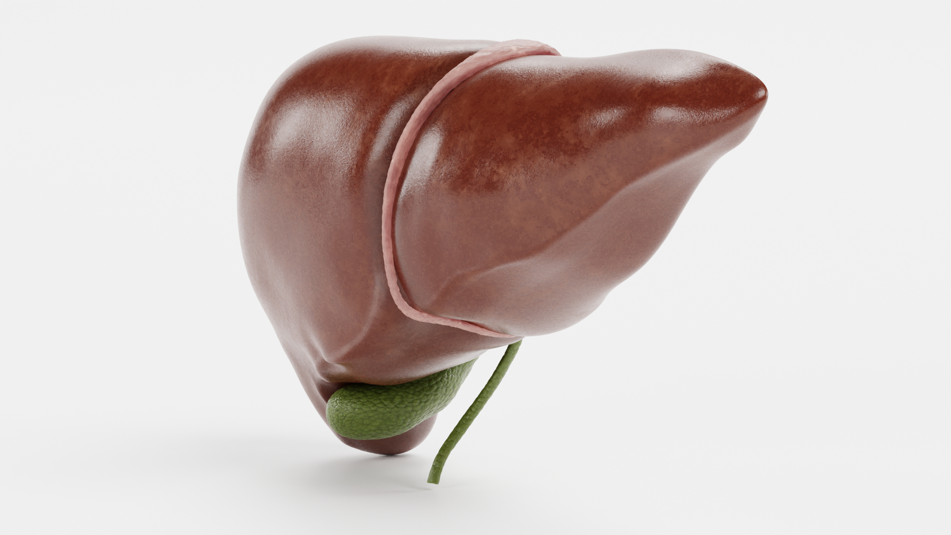 3D Liver model - TurboSquid 1755862