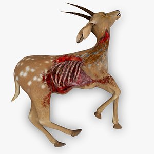 3D model Deer Dead Corpse