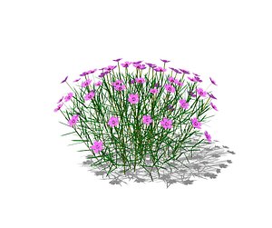 Dianthus plumarius model