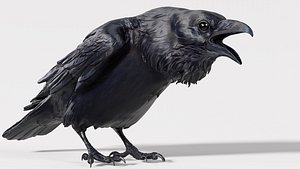 Crow - 3D Sculpting - High Poly