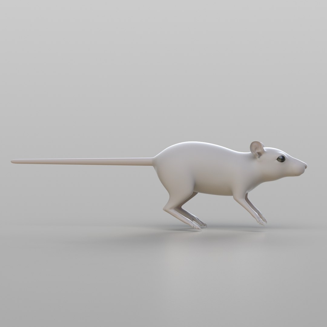 Realistic Rat Model - TurboSquid 1308420